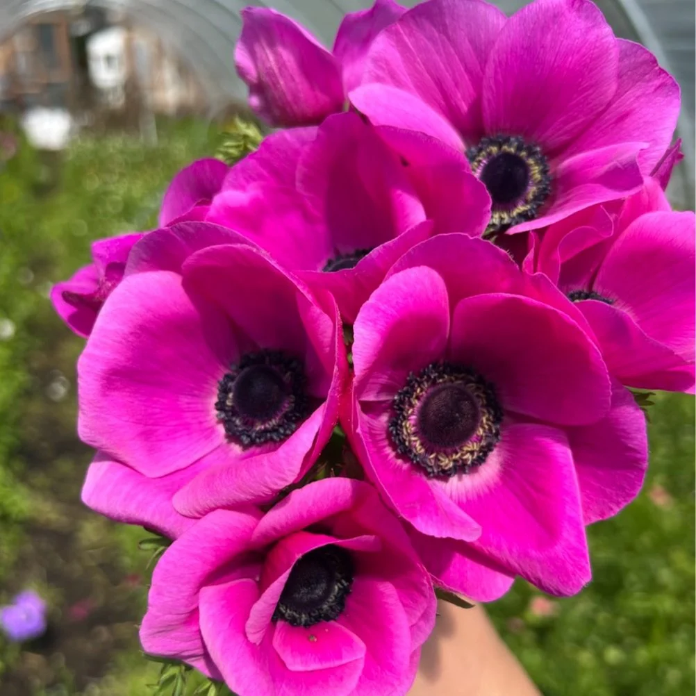 anemone様　ハーリップトゥ　４点　纏め anemone様 ハーリップトゥ 4点 纏め anemone様 ハーリップトゥ 4点